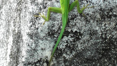 Anolis marmoratus high