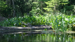 Another high military