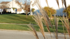 Another original high dsc