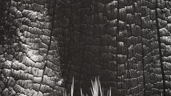 Ansel adams burnt stump