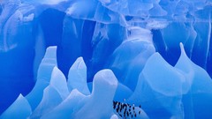 Antarctica Chinstrap Penguins