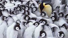 Antarctica emperor penguins