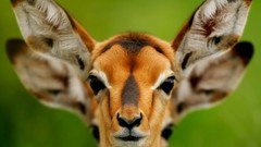 Antelope wild animals