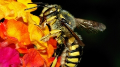 Anthidium September high