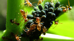 Ants farms
