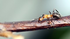 Ants hymenopthera