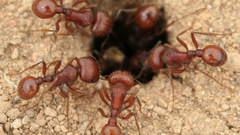 Ants insect