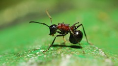 Ants insects aggressive