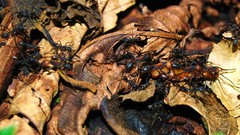 Ants insects paths fallen leaves