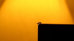 Ants insects silhouettes sunlight