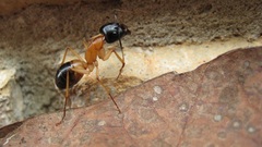 ants macro insect rock leaves Camponotus Animals