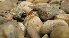ants macro insect rock stones Animals