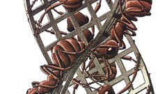 Ants MC Escher infinity
