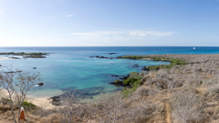 Any res requested testwp