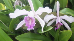 Aparently its one that