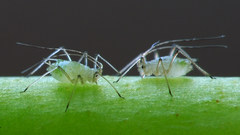 Aphidoidea puceron luc high