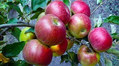 Apples colors Vitamins fruits fresh strong
