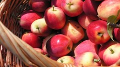 Apples colors Vitamins fruits fresh strong