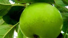 Apples colors Vitamins fruits fresh strong