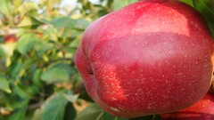apples fruit outdoors Plants food