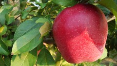 apples Plants fruit food leaves