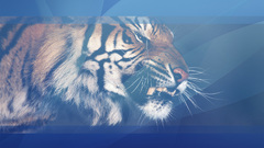 Aqua blue tiger Animals