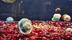 Aquarium and Fish blubber