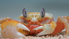 Aquarium and Fish crabby