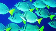 Aquarium and Fish fish