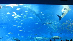 Aquarium Aquarium and Fish