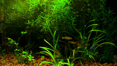 Aquarium fish Green Aquarium
