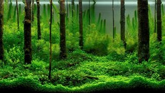 Aquarium forests