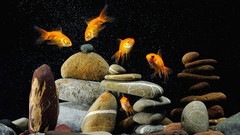 Aquarium goldfish fish tank
