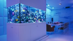 Aquarium interior Tables fish tank
