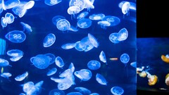 Aquarium jellyfish bay