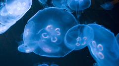 Aquarium jellyfish high Aquarium