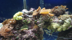 Aquarium thread Aquarium and