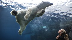 Aquarium underwater Polar Bears