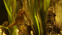 Aquatic Plants Aquarium and