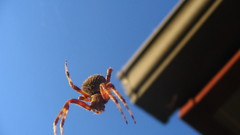 Arachnids close-up artistic flying