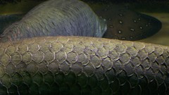 Arapaima gigas scales high