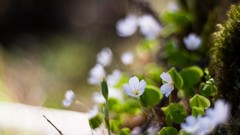 Archigraph Reza farsipack