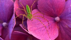 Archigraph Reza farsipack