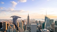 Architecture seagulls cityscapes new york city chrysler building