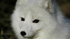 arctic fox Animals nature outdoors Mammals