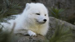 arctic fox Animals outdoors nature Mammals