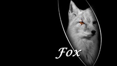 Arctic fox black background