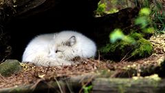 Arctic fox Wild Animals
