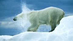 Arctic Polar Bears