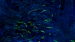 Are these thumbnail really subtle quite doesn